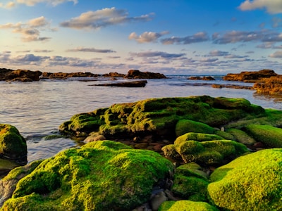 Golden sunlight filtering through wild sea moss strands drying naturally on wooden racks.