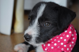 A playful puppy wearing a cute bandana, looking curiously at the camera.