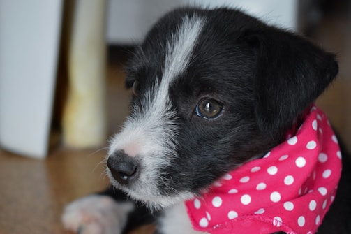 A playful puppy wearing a cute bandana, looking curiously at the camera.