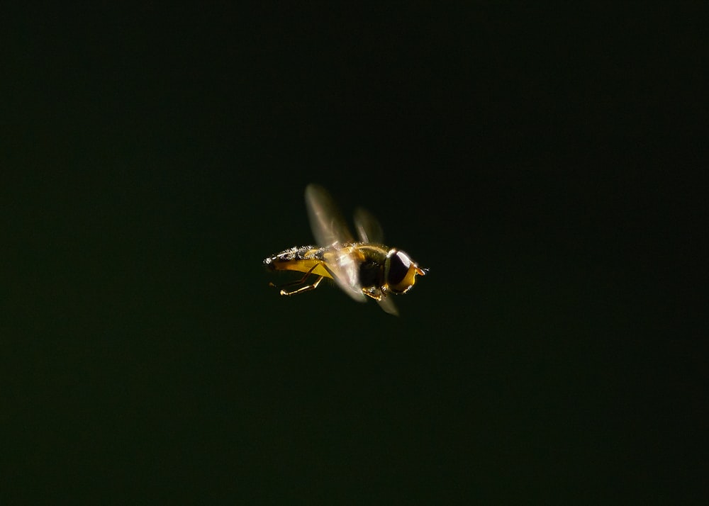 Inseto alado marrom em tiro macro