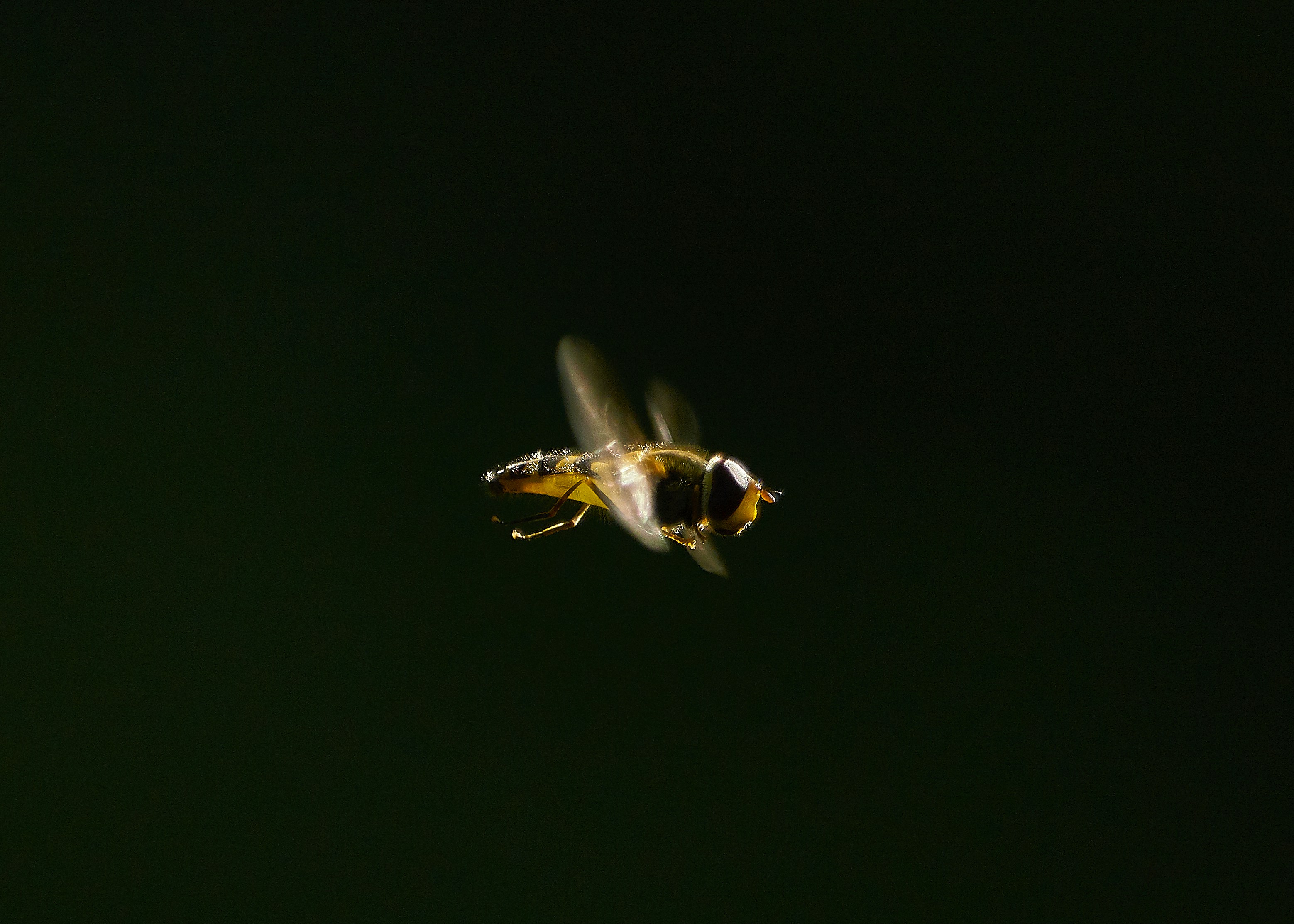 https://images.unsplash.com/photo-1527784637213-21b0e01a15e3?ixlib=rb-0.3