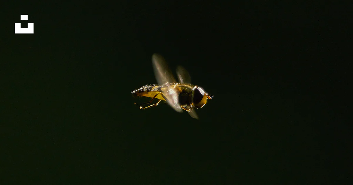 Brown winged insect in macro shot photo – Free Karlskrona Image on Unsplash