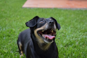 Puppy Bella