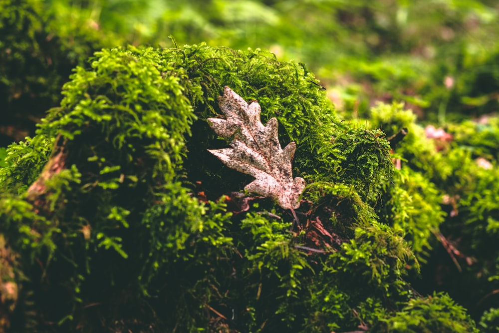 緑の植物