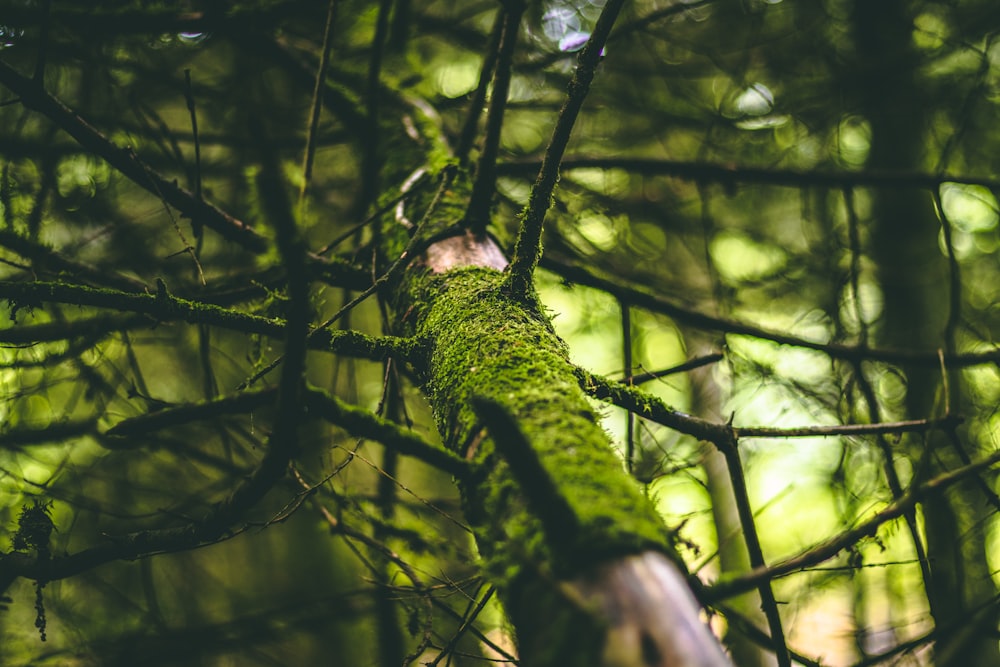 low angle photography of tree at daytime