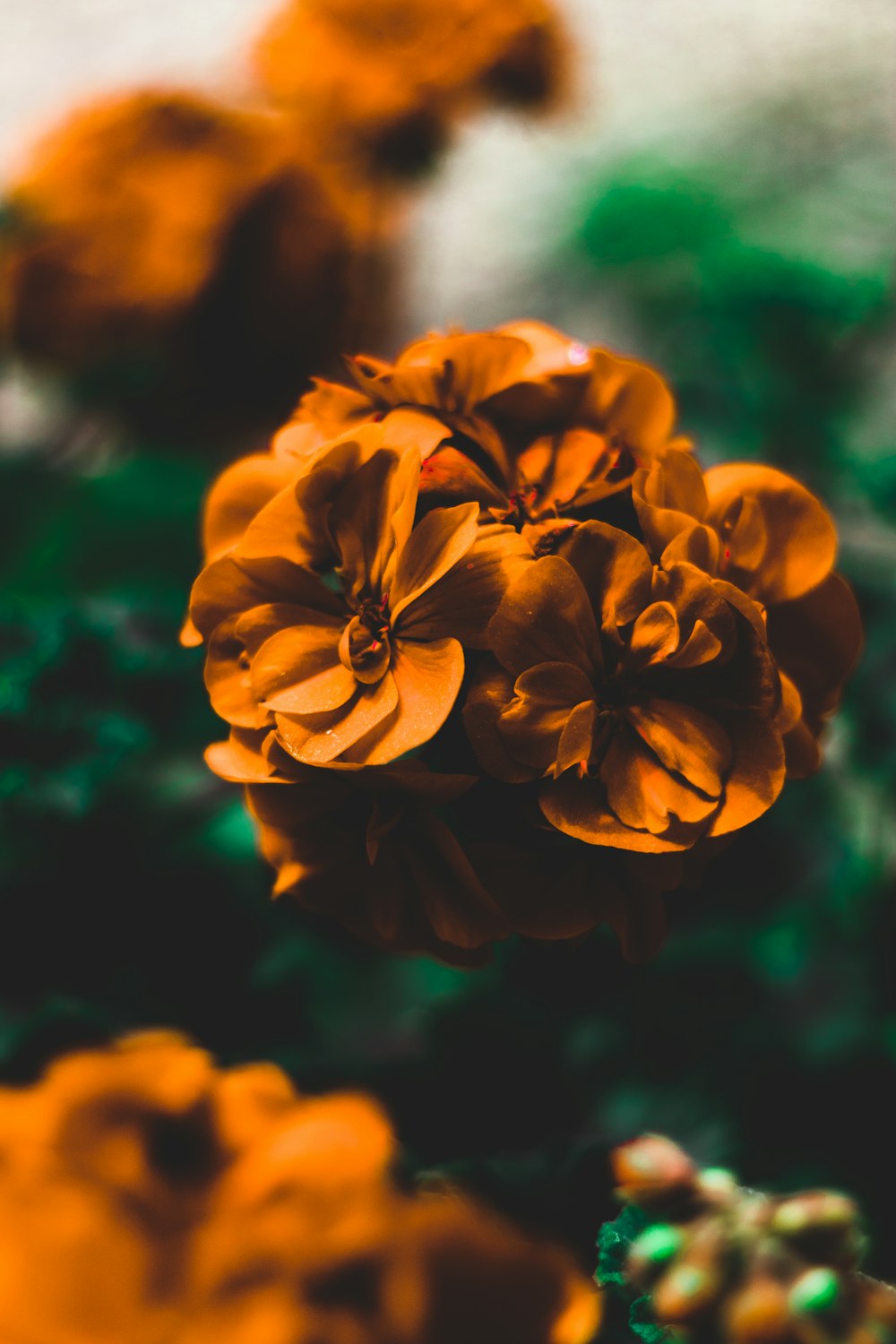 selective focus photography of orange fowers