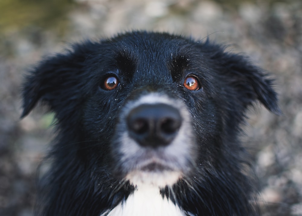 shallow focus photo of black and white dog