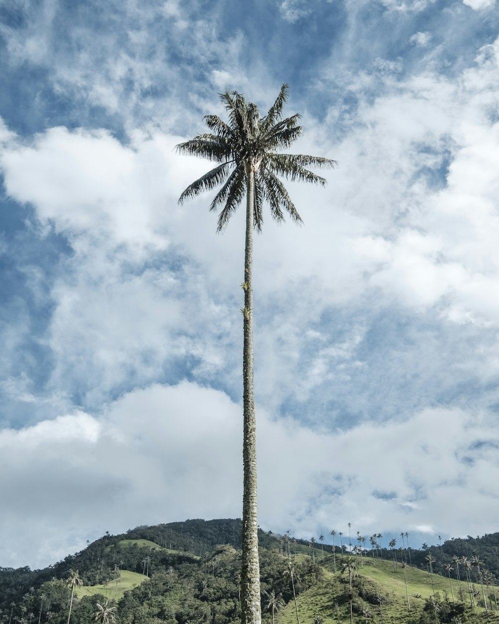 albero di cocco sotto il cielo blu