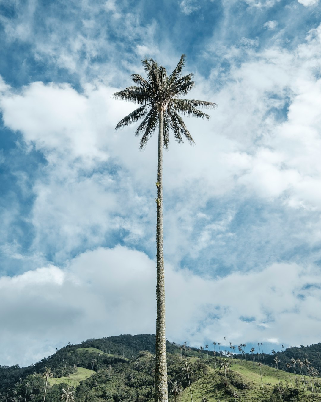 coconut tree under blue sky