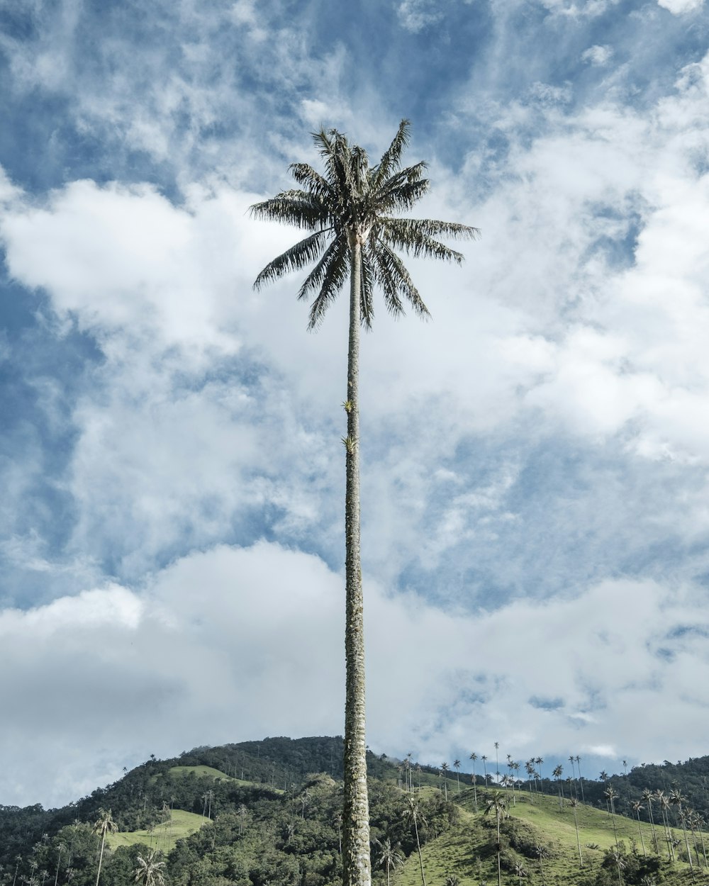 coconut tree under blue sky