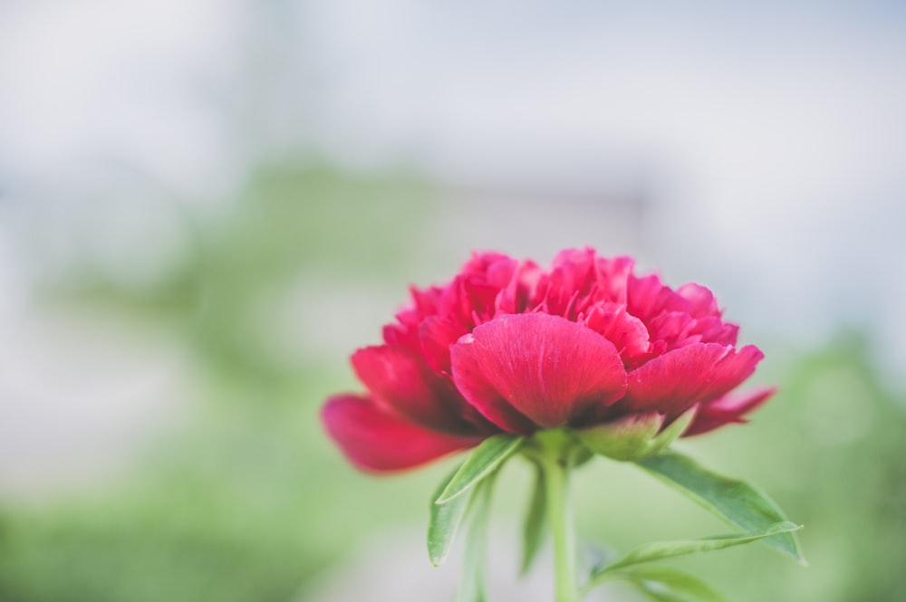 Foto di messa a fuoco selettiva di un fiore dai petali rosa durante il giorno