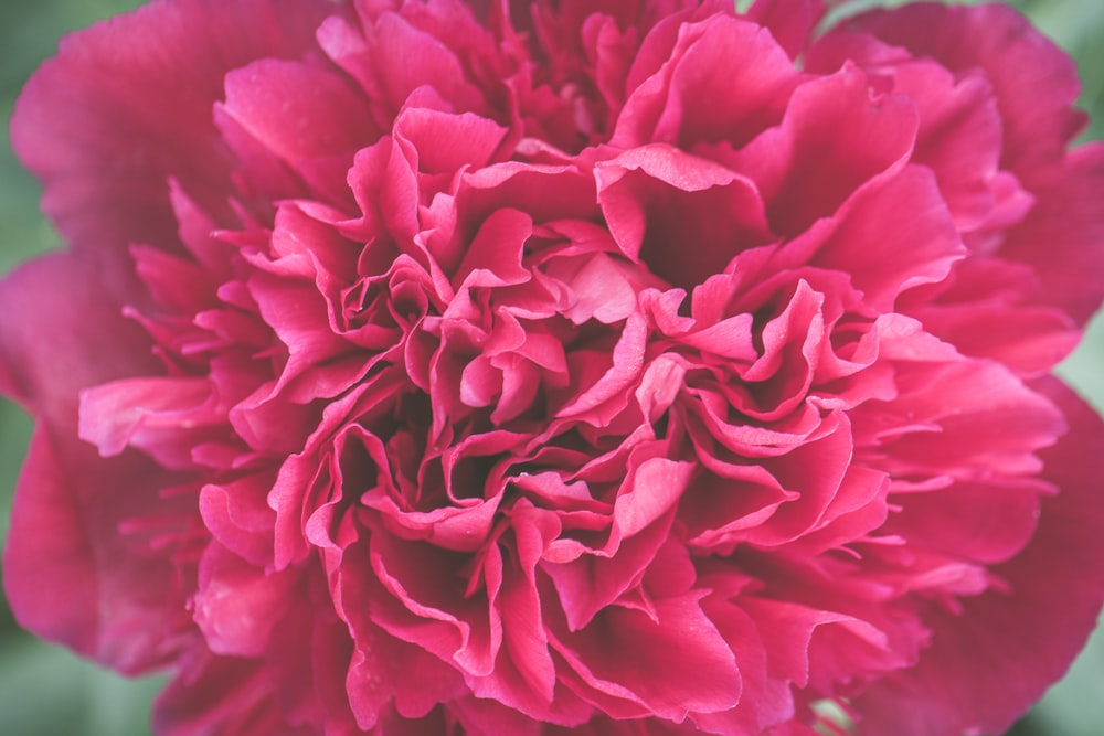 foto con messa a fuoco superficiale di fiore viola