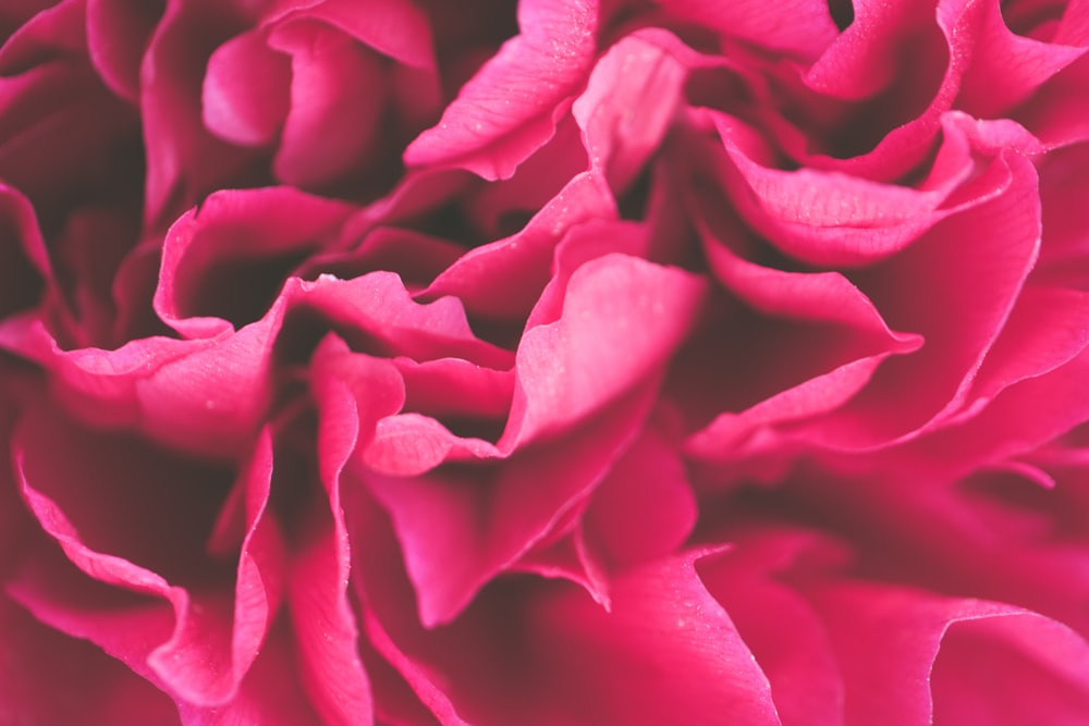 Foto macro de la flor rosa
