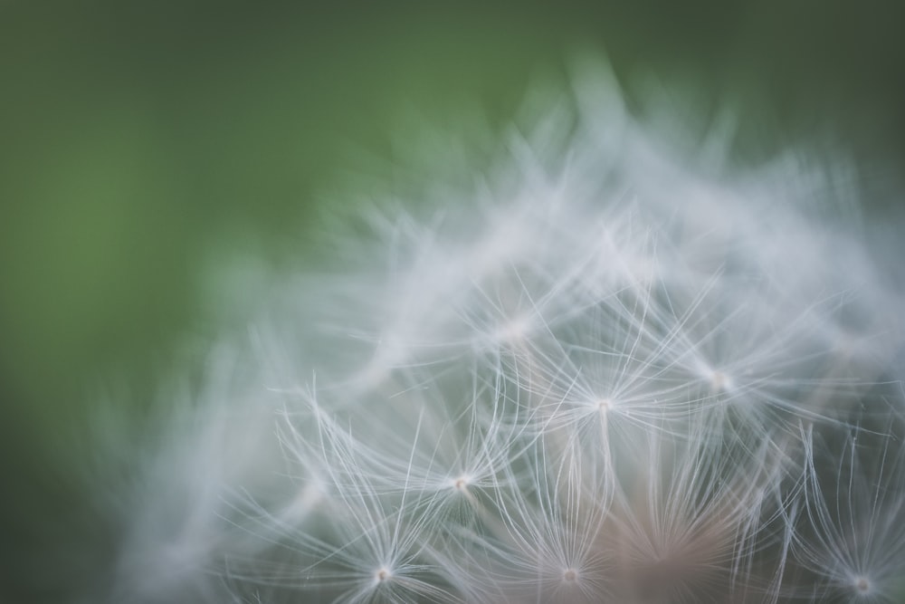 macro photography of dandelion