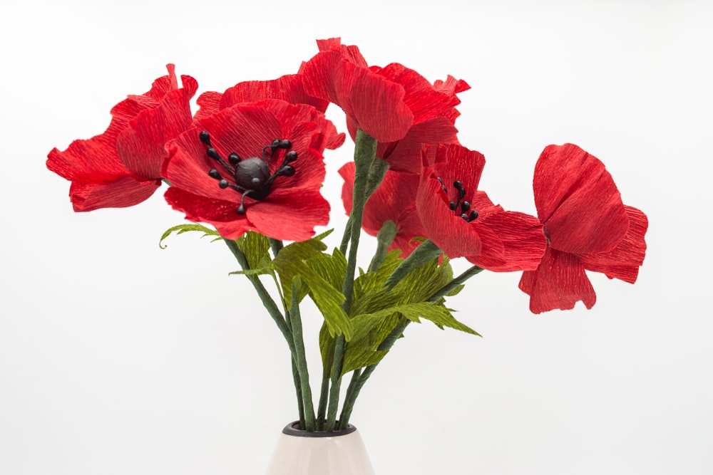 flores rojas de amapola