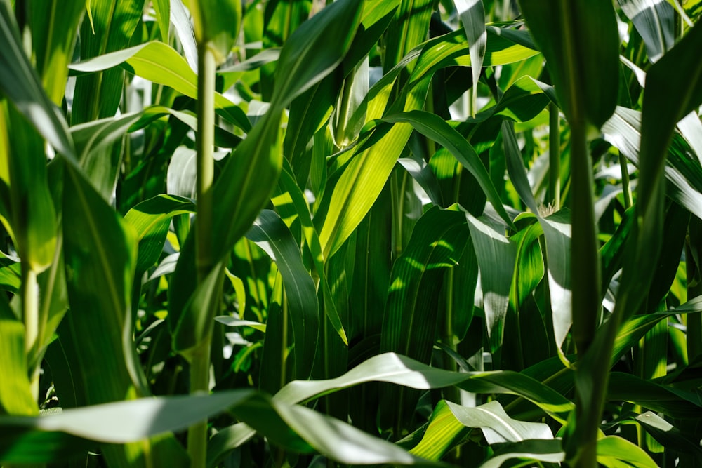 photo of green corn plants during daytime