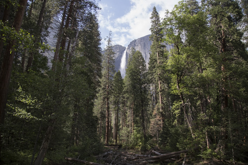 forest near waterfall