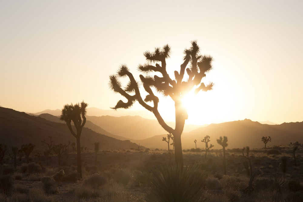 pianta nel deserto con il sole che abbaglia dietro