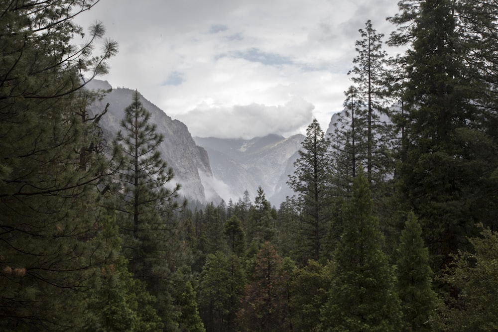 landscape photo of trees