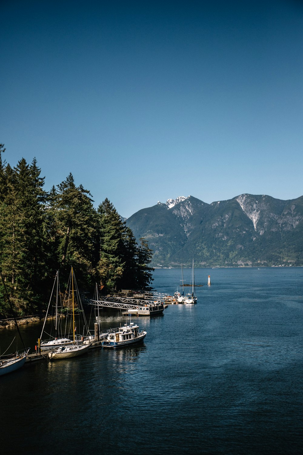 aerial view photography of boats near trees