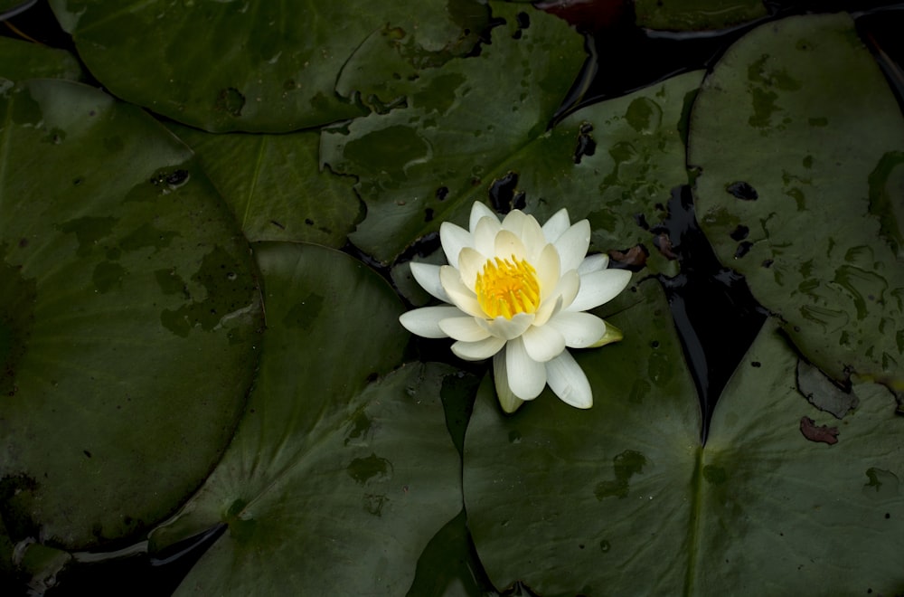flor de nenúfar blanca