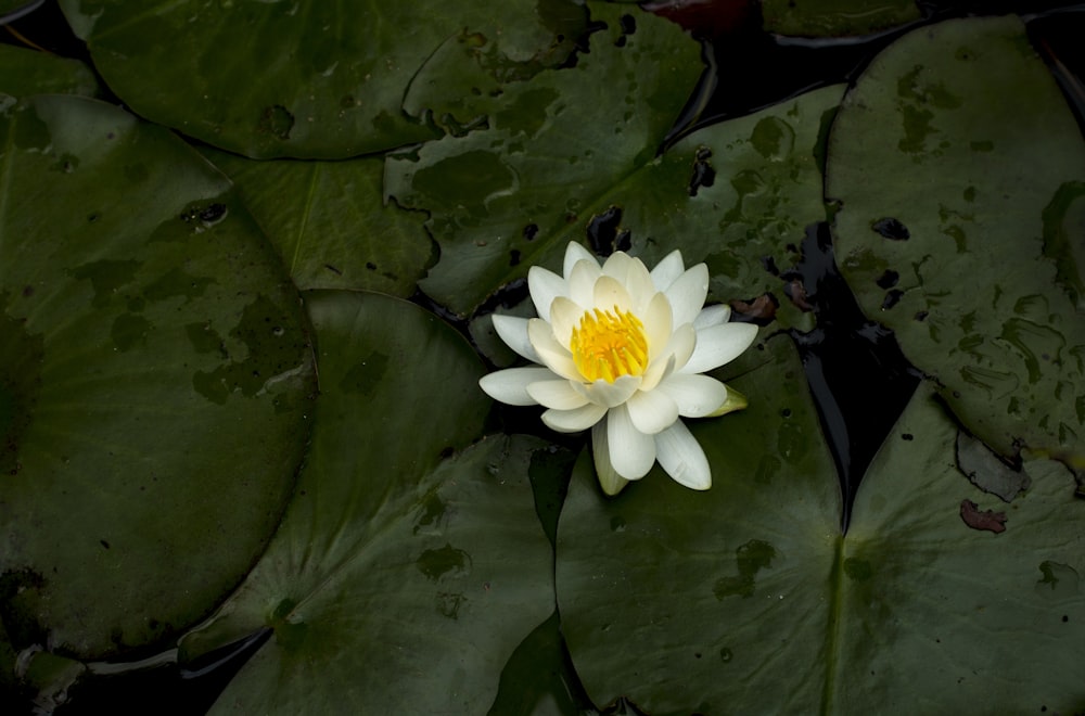 white waterlily flower