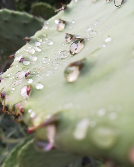 Close-up of a vibrant prickly pear cactus with dew drops glistening in morning light.