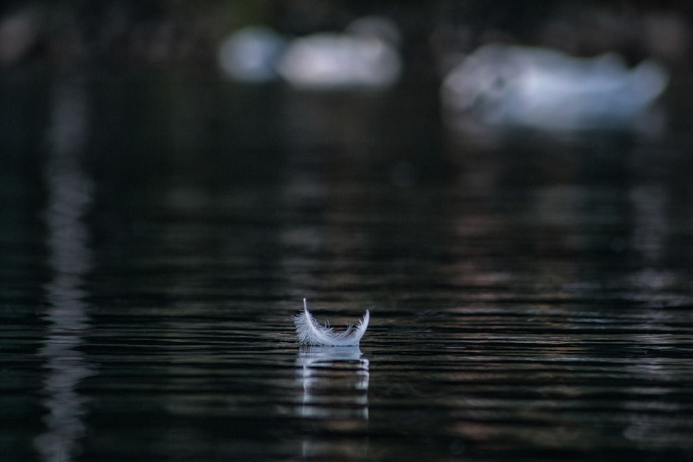 pluma blanca en el cuerpo de agua en foco superficial
