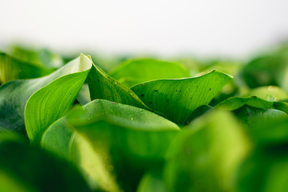 green leafed plants