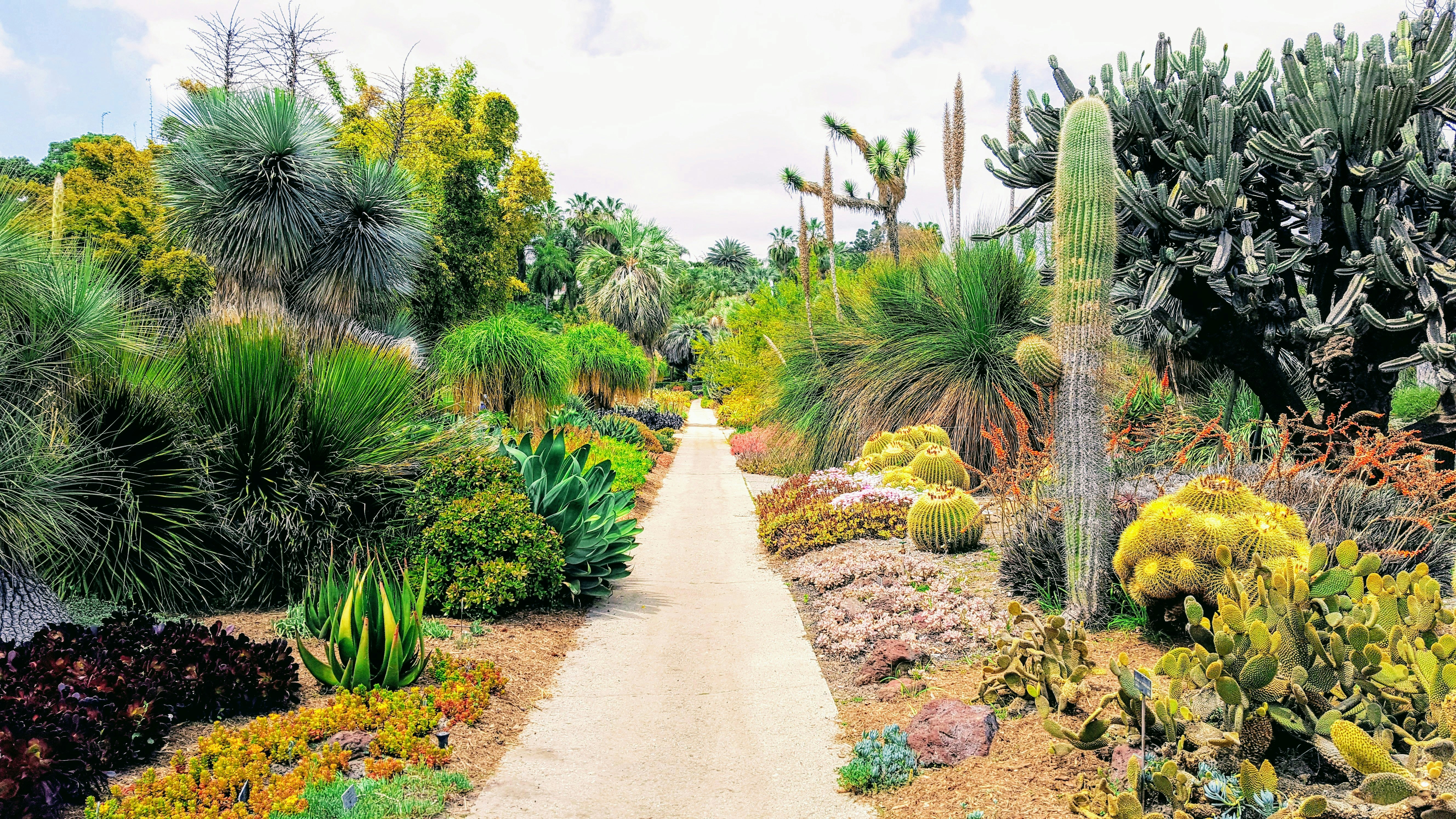 a vibrant, drought-tolerant xeriscape garden - landscaping services Sacramento