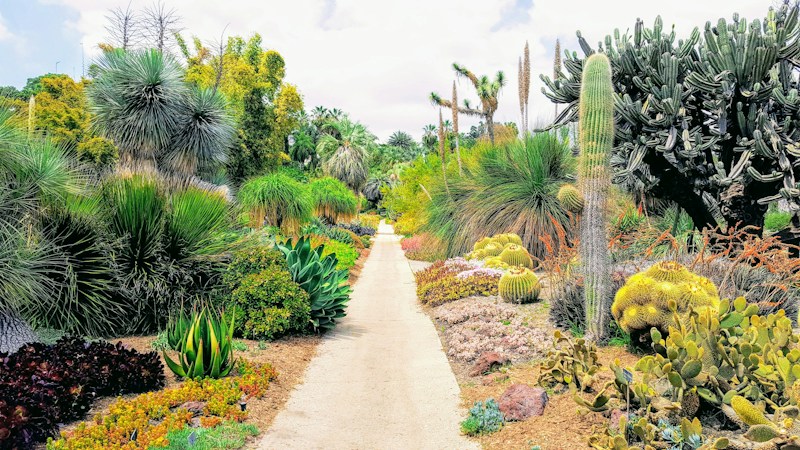 A quiet desert garden pathway lined with cactus plants, similar to the calm outdoor spaces built for students in Las Vegas