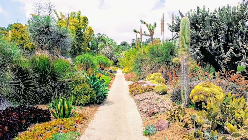 Camino junto a las plantas de cactus