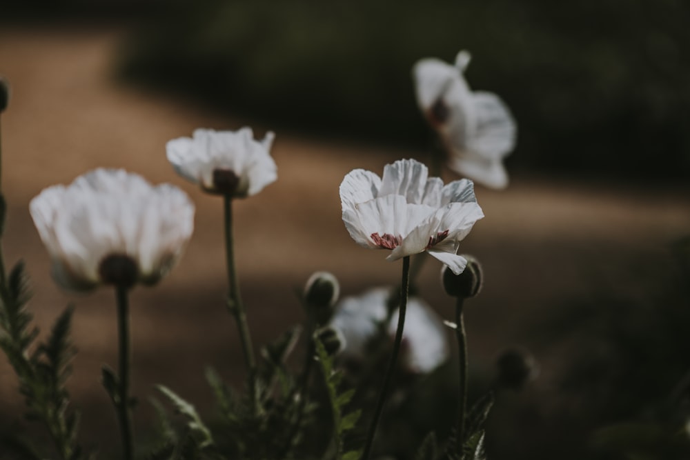 Fotografía de enfoque selectivo de flores blancas de pétalos de racimo