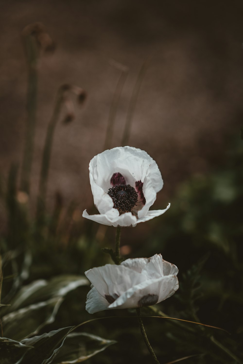 flor de pétalos blancos