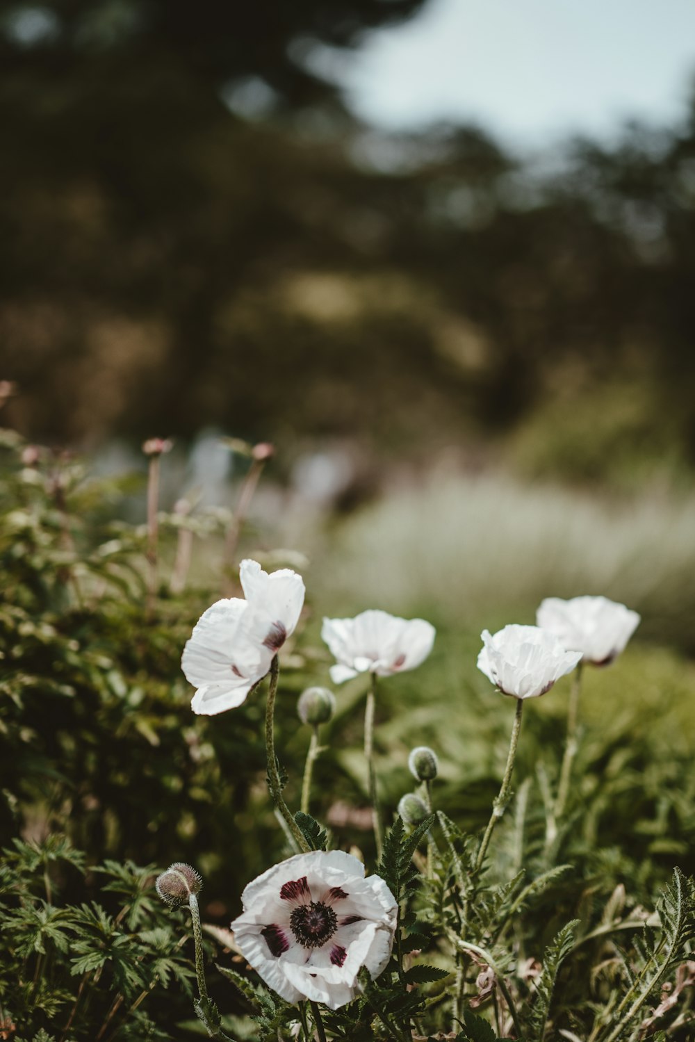 Fotografía de primer plano de flores blancas de pétalos agrupados