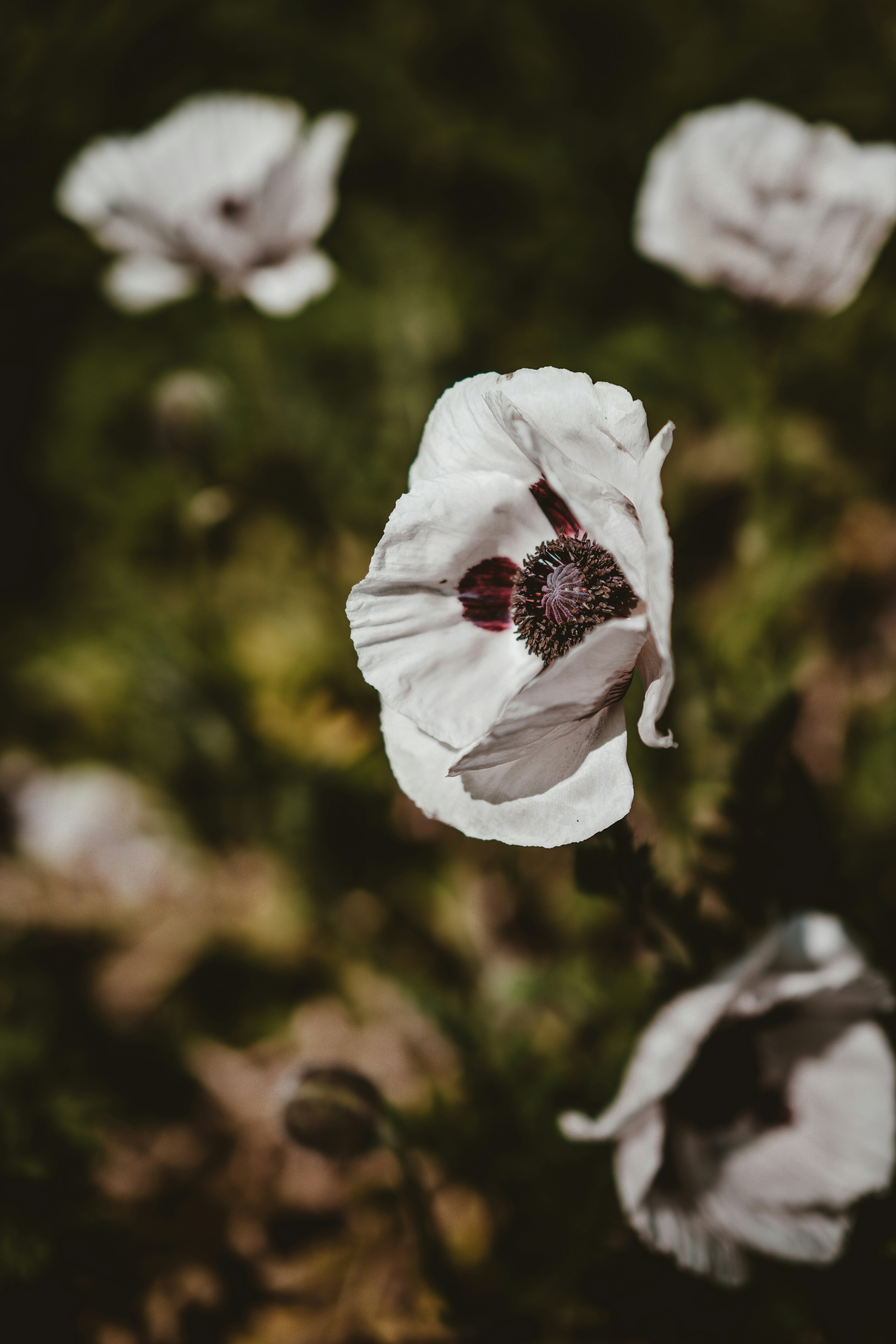 Photo by anniespratt