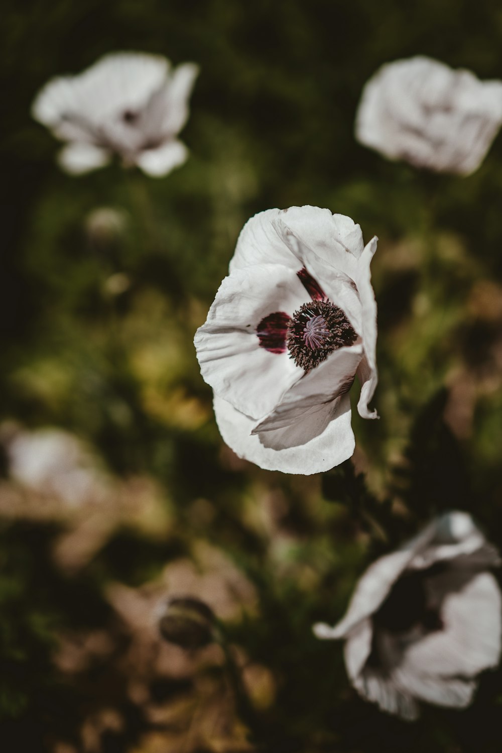 selective focus photo of anemone flower