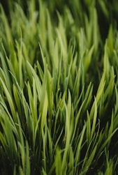 green grass field