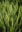 green grass field