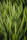 green grass field