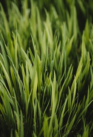 green grass field