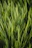 green grass field