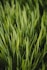 green grass field