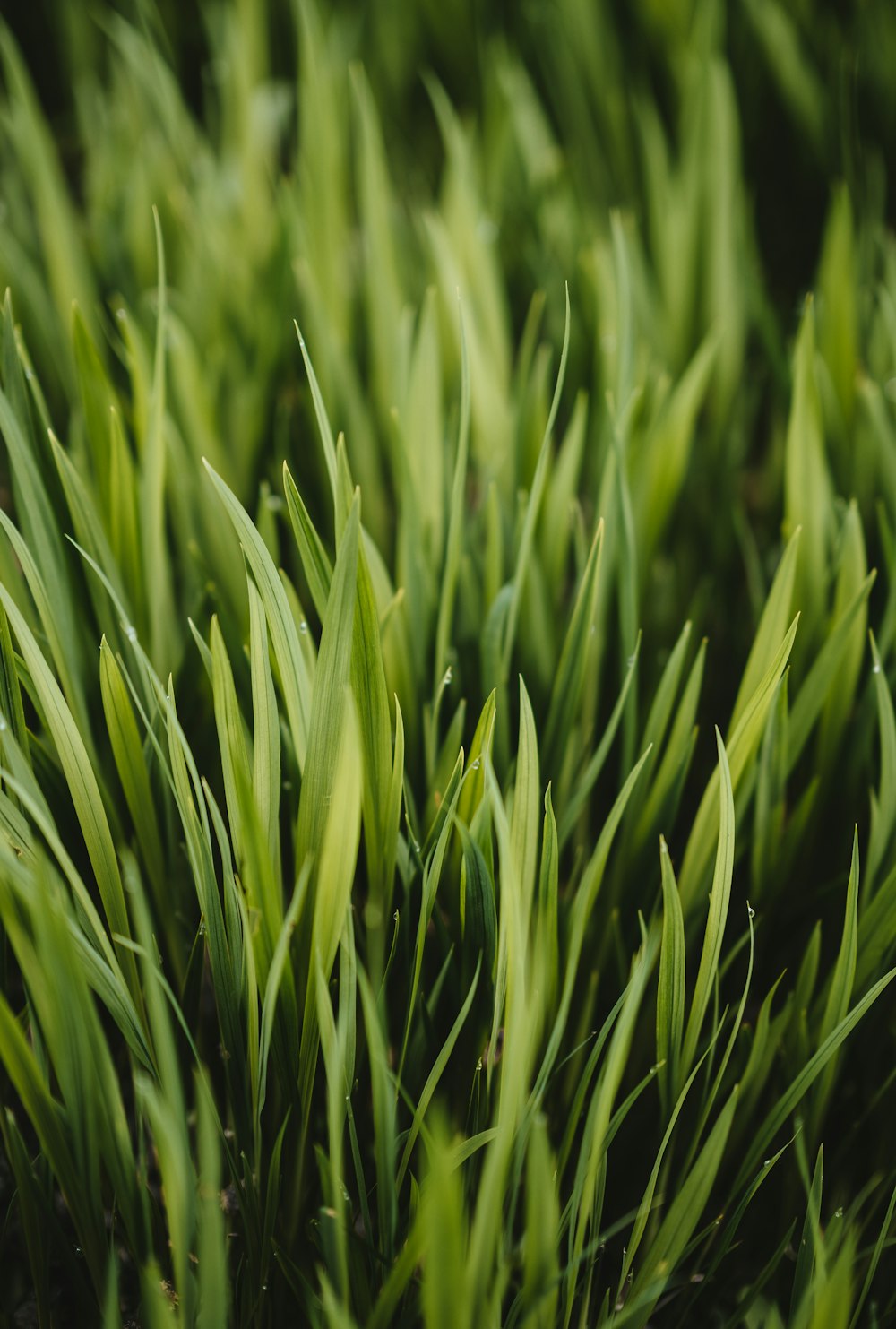 green grass field