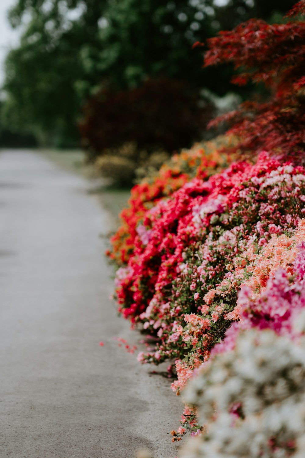 focus photography of pink, red, and white petaled flower field