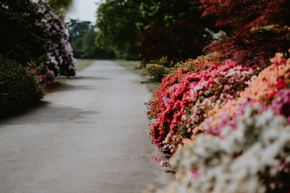 Fotografía de enfoque selectivo de jardín de flores