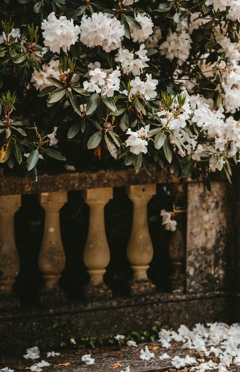 white flowers