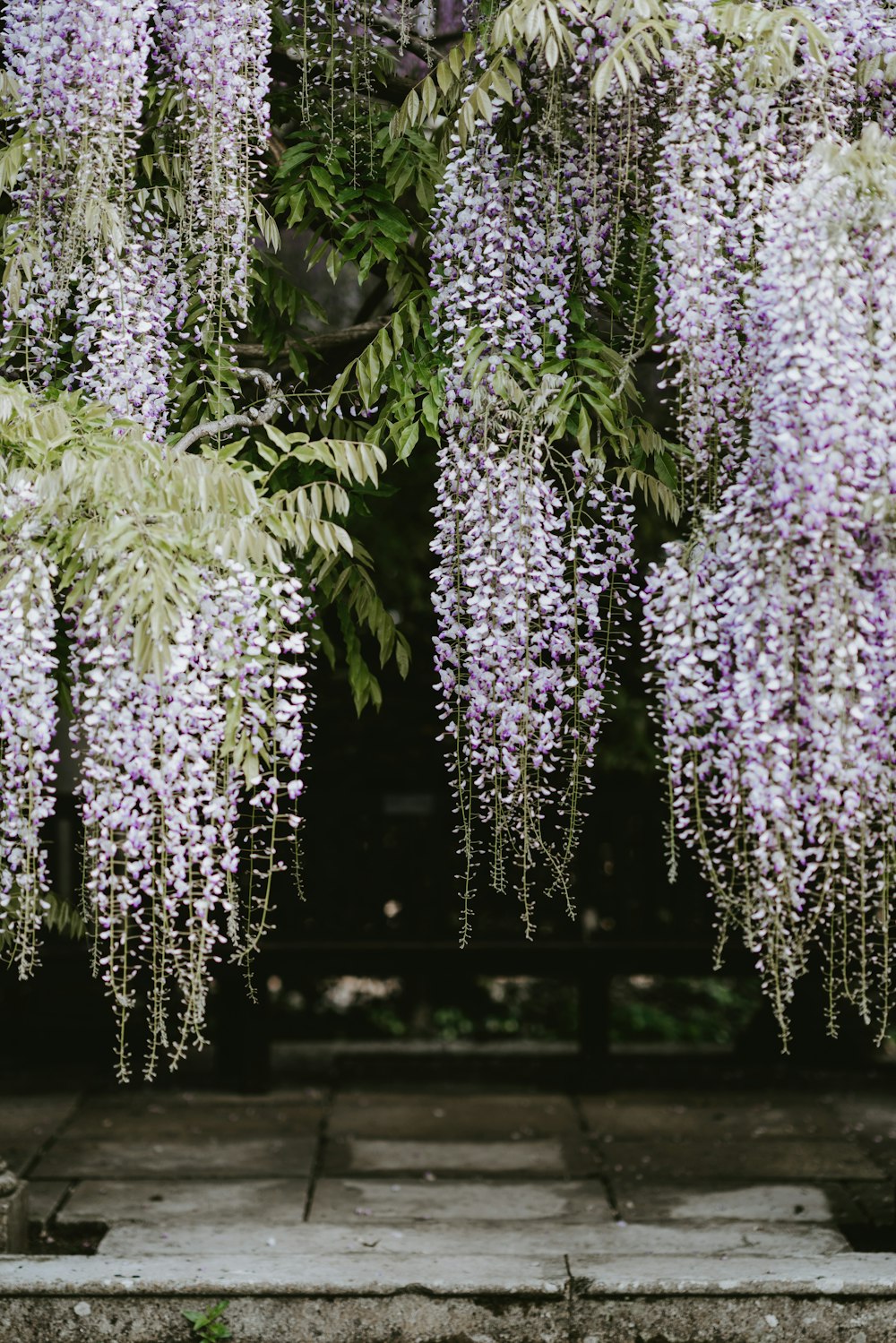 Flor de pétalos de whid