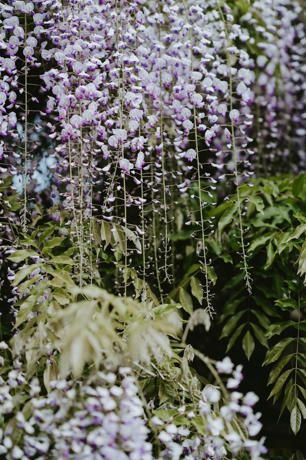 Fotografía macro de flores