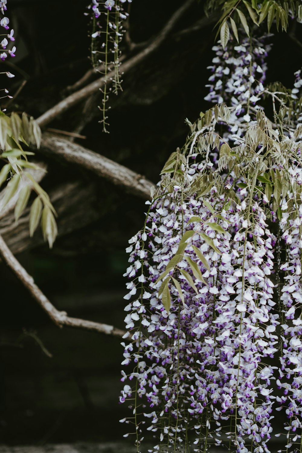 flores de pétalas brancas e roxas